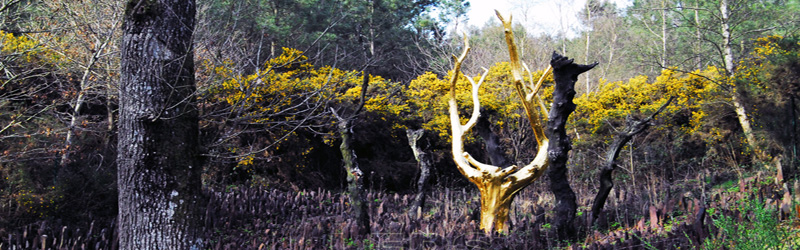 Brocelandia